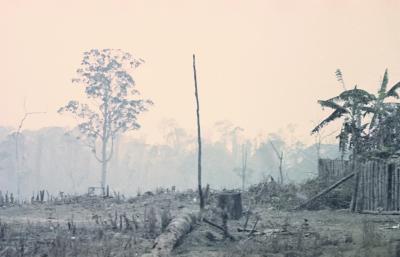 Incêndio florestal