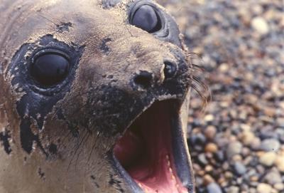 Aventuras de Igor na Antártida