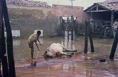 Série Bahia Antiga e Nova - Matadouro