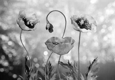 Campanha publicitária da agência Itapetininga para conjunto Papoula da Celite - flores