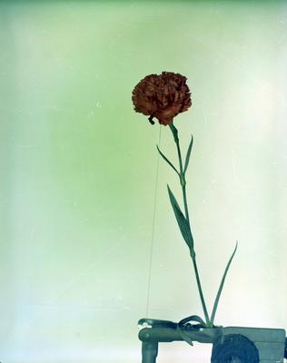 Campanha publicitária da Companhia de Incremento de Negócios (CIN) para produtos Avon