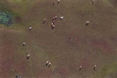 Vista aérea de gado, rebanho