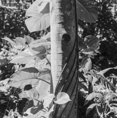 Flora no Sitio Burle Marx