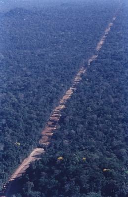 Vista aérea de estrada em meio à floresta