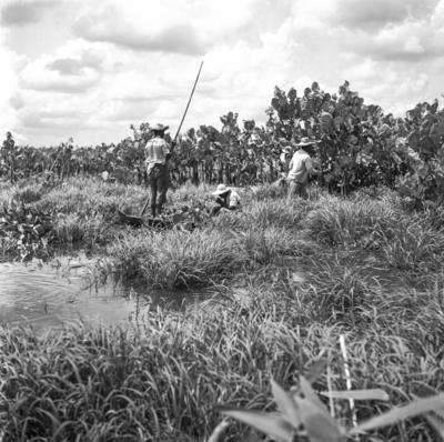 Caça de jacarés na Ilha Mexiana