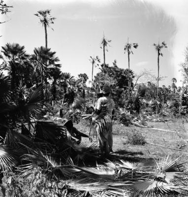 Extração e produção da Carnaúba