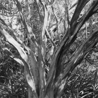 Flora no Sítio Burle Marx