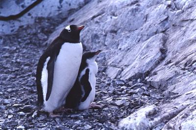 Aventuras de Igor na Antártida