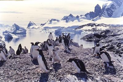 Aventuras de Igor na Antártida