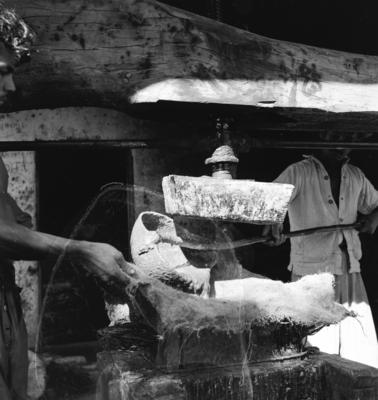 Extração e produção da Carnaúba