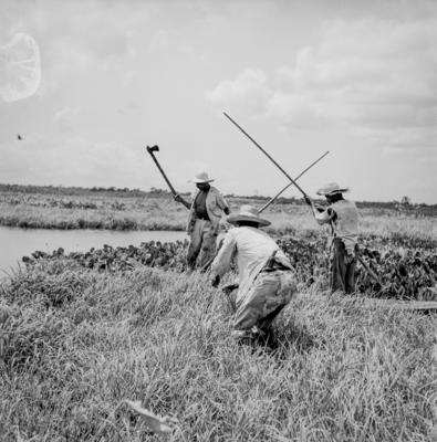 Caça de jacarés na Ilha Mexiana