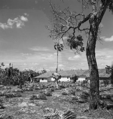 Extração e produção da Carnaúba