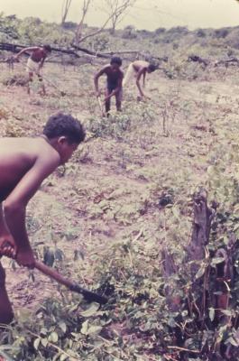 Roça no Quilombo de Sibaúma