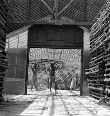 Extração e produção da Carnaúba