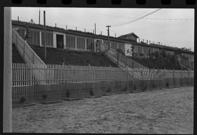 Galos usados para briga de galos