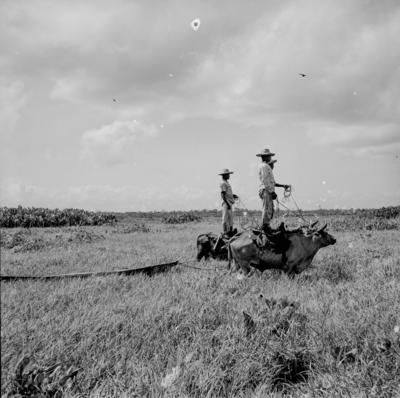 Caça de jacarés na Ilha Mexiana
