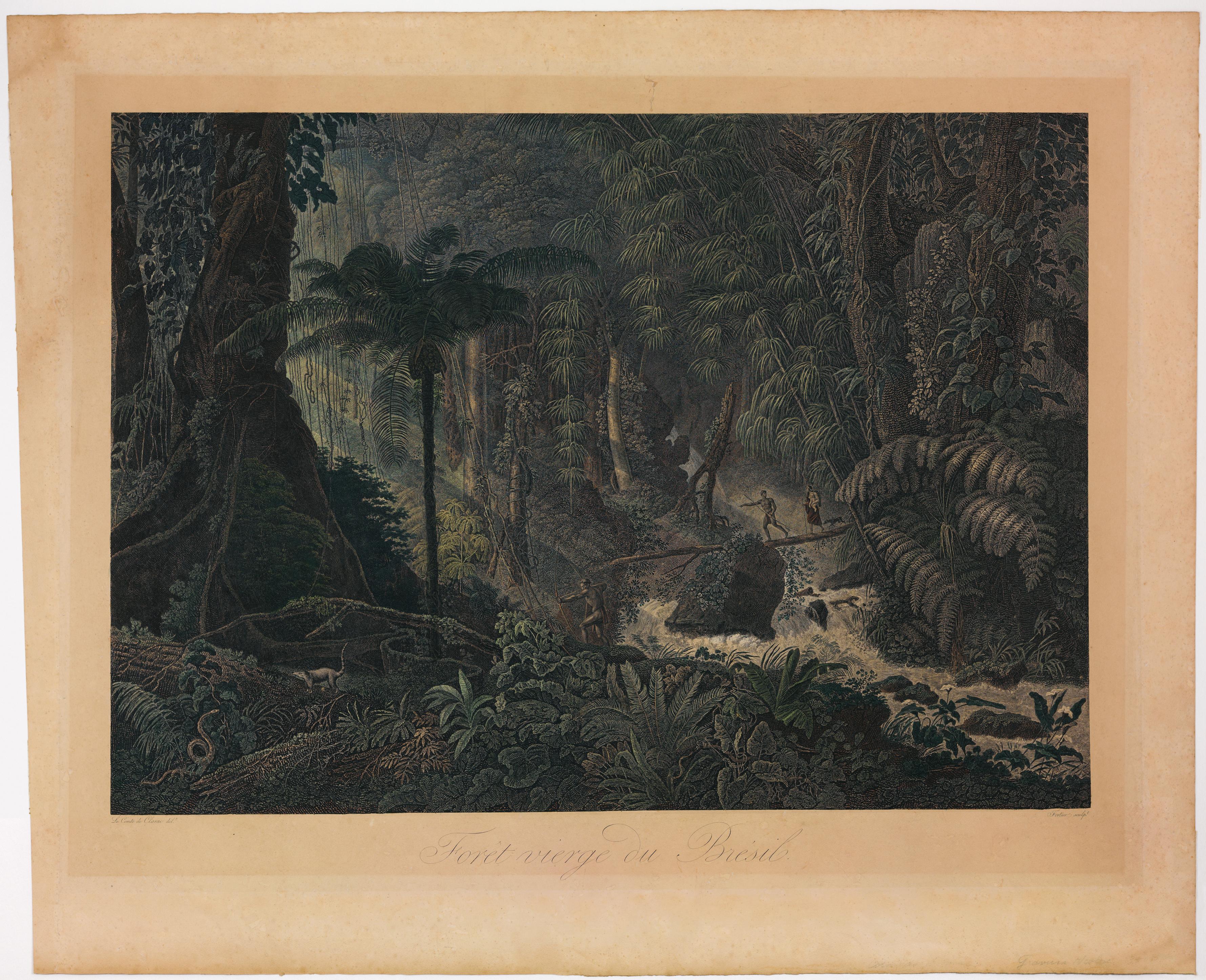 Forêt vierge du Brésil