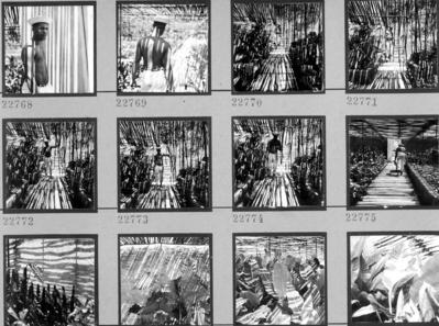 Funcionário do Sítio Burle Marx