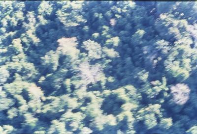 Vista aérea para a floresta