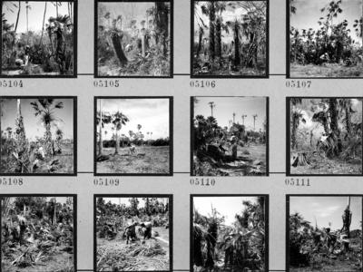 Extração e produção da Carnaúba