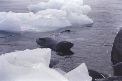 Aventuras de Igor na Antártida