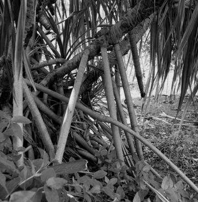 Flora no Sítio Burle Marx