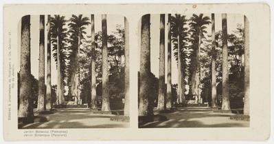 Aleia de Palmeiras Imperiais