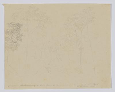 Embaúvas à deux lieues de Campinas, sur la route de St. Paul