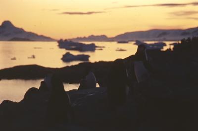 Aventuras de Igor na Antártida