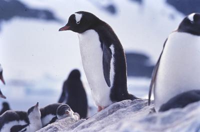 Aventuras de Igor na Antártida