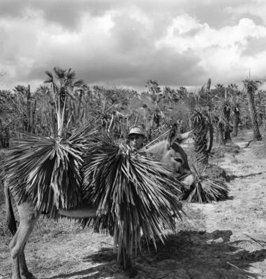 Extração e produção da Carnaúba