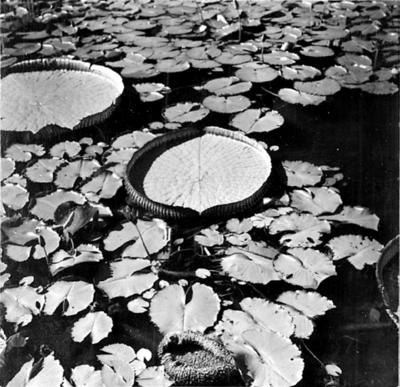 Plantas aquáticas, vitória-régia