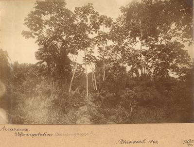 Vegetação às margens de rio