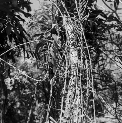 Flora no Sítio Burle Marx