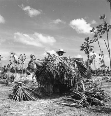 Extração e produção da Carnaúba