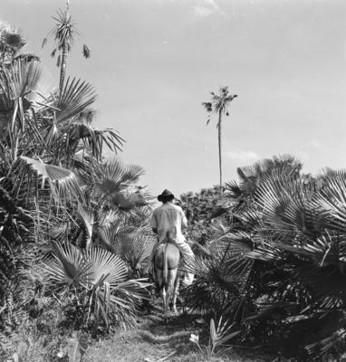 Extração e produção da Carnaúba