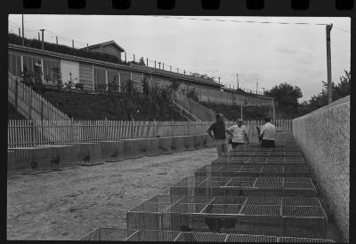 Galos usados para briga de galos