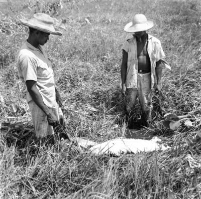 Caça de jacarés na Ilha Mexiana