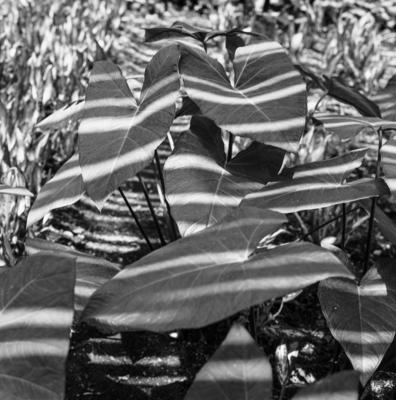 Flora no Sítio Burle Marx