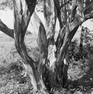 Flora no Sítio Burle Marx