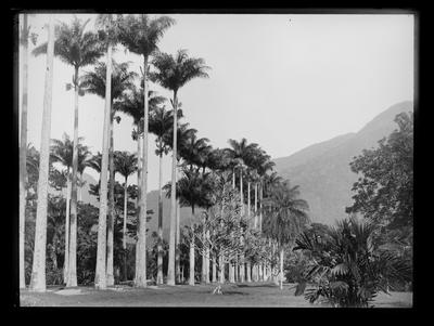 Aleia de Palmeiras imperiais