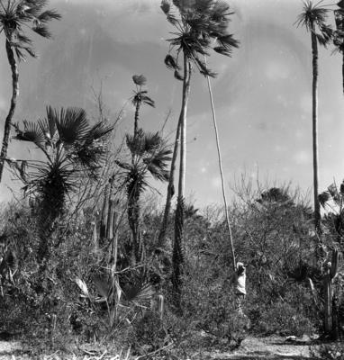 Extração e produção da Carnaúba