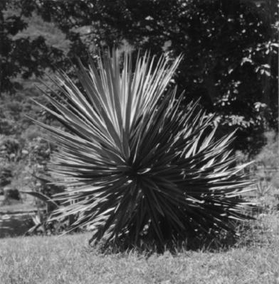 Flora do Jardim Botânico do Rio de Janeiro