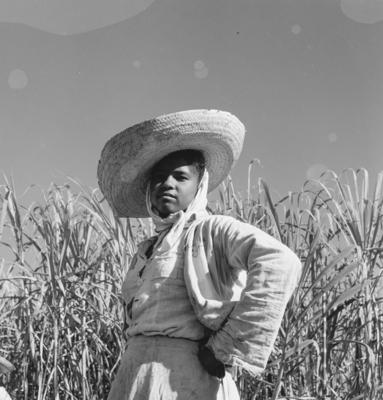 Lavoura canavieira, trabalhadores