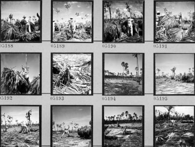 Extração e produção da Carnaúba