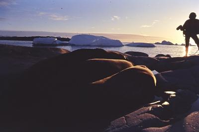 Aventuras de Igor na Antártida