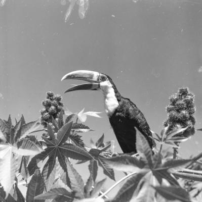 Expedição do SPI que estabeleceu os primeiros contatos com o povo Asuriní do Tocantins