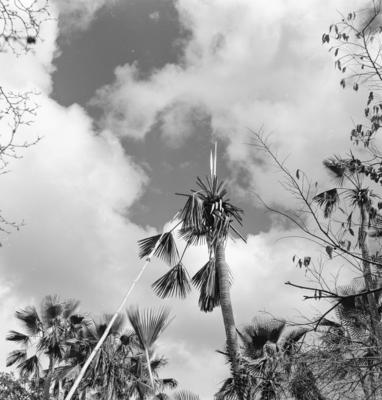 Extração e produção da Carnaúba