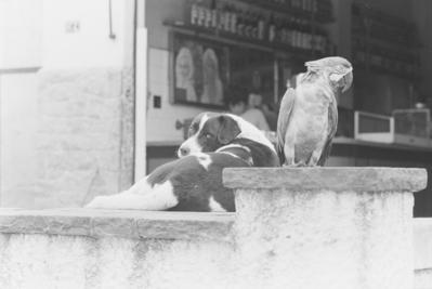 O cachorro e o papagaio