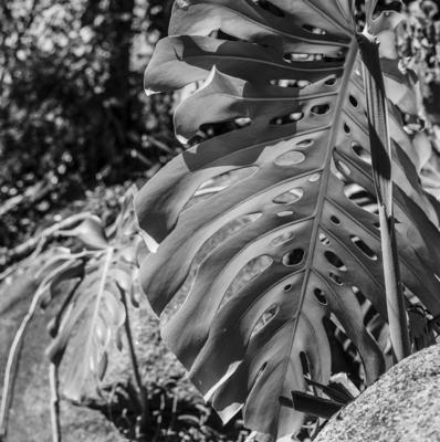 Flora no Sítio Burle Marx